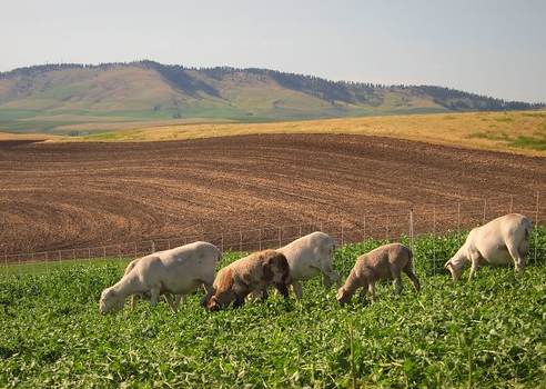 Agriculture, Animals, Forestry and Fishing