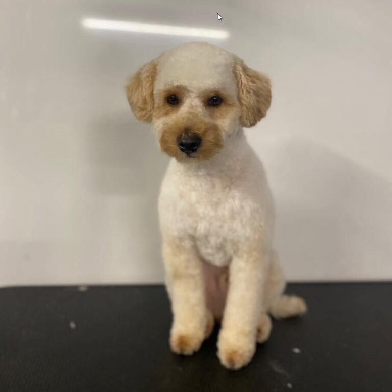 The Paw Parlour Dog Grooming The Paw Parlour Dog Grooming