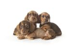 mixed breed puppies for sale 150x100