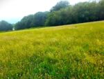 Wildflower Hay Meadow 150x113